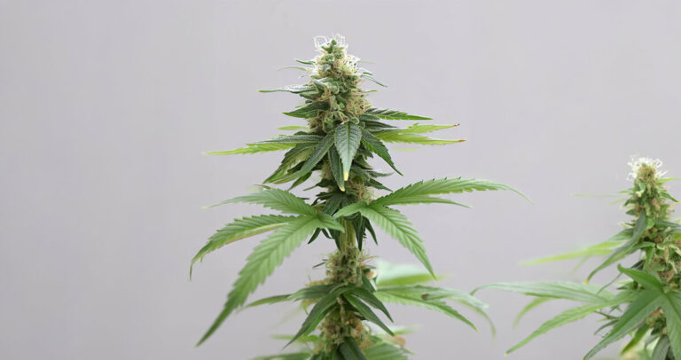 How To Tell When Cannabis Is Ready For Harvest When to Harvest Weed: Harvesting Your Cannabis Crop (Updated)
