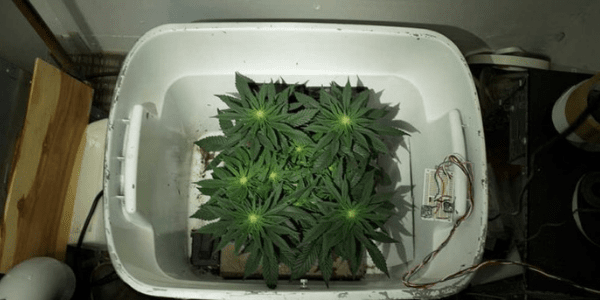 growing marijuana in space bucket