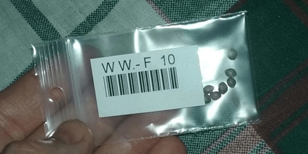 quality cannabis seeds