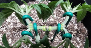 High stress marijuana training