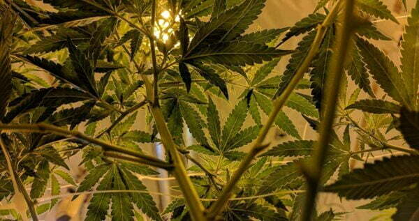 How to tell if your cannabis plant is male or female before flowering