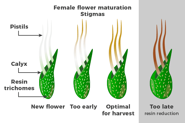 Harvest at the right time