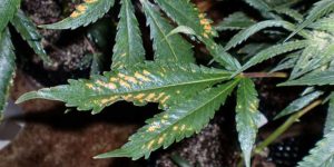 boron deficiency in a marijuana plant