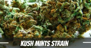 Kush Mints Strain
