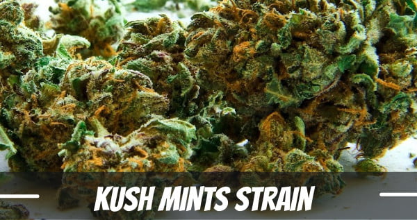 Kush Mints Strain