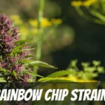 Rainbow Chip Strain