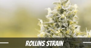 Rollins Strain