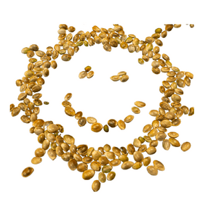 marijuana seeds
