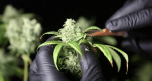 marijuana trimming guide