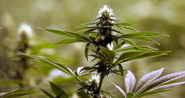 5 Benefits of Growing Marijuana Outdoors