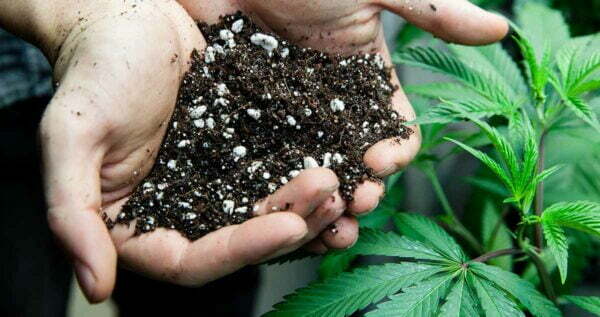 Best Soil For Outdoor Cannabis Plants