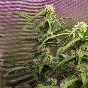 Cinex strain