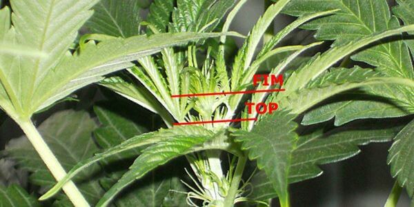  Comparison of a cannabis plant after topping showing 2 new colas next to a plant after FIMming showing 3 to 4 new shoots.
