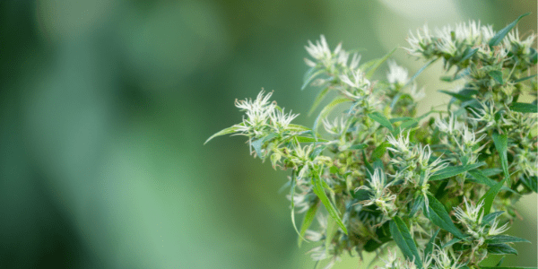 Flowering Tangerine Power