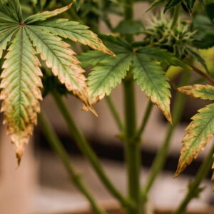 Cannabis plant with brown, burnt edges on lower fan leaves showing potassium deficiency.