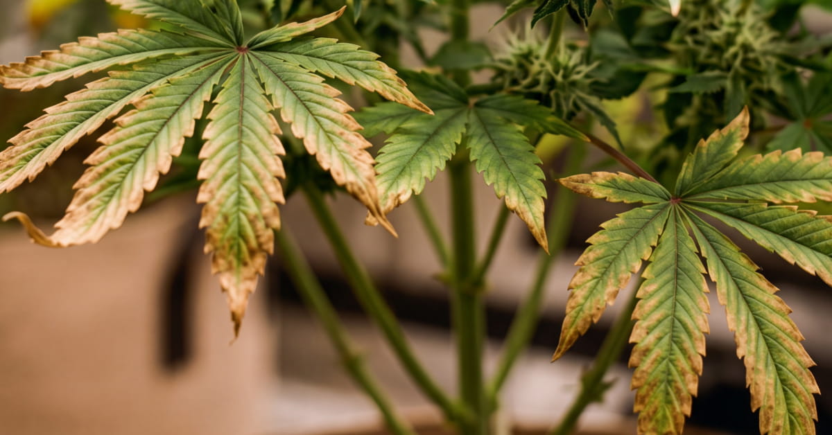 Cannabis plant with brown, burnt edges on lower fan leaves showing potassium deficiency.