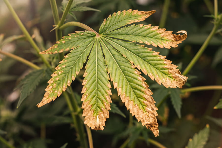 Close-up of cannabis leaf with browning edges and burnt tip from potassium deficiency.