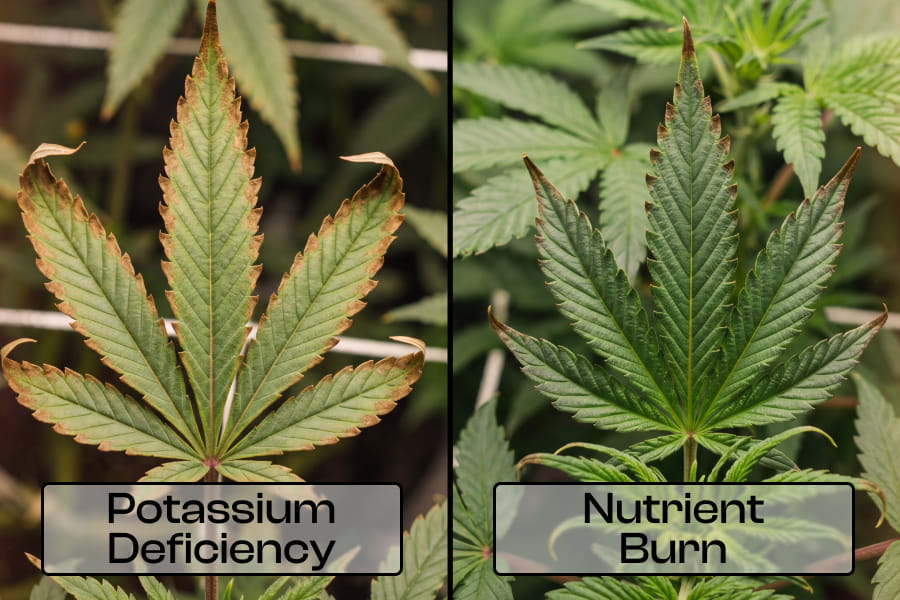 Side-by-side comparison of potassium deficiency (lower-leaf edge burn) versus nutrient burn
(crispy, dry leaf-tip damage).