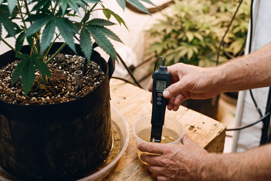 Grower testing pH of runoff water to correct cannabis potassium deficiency.