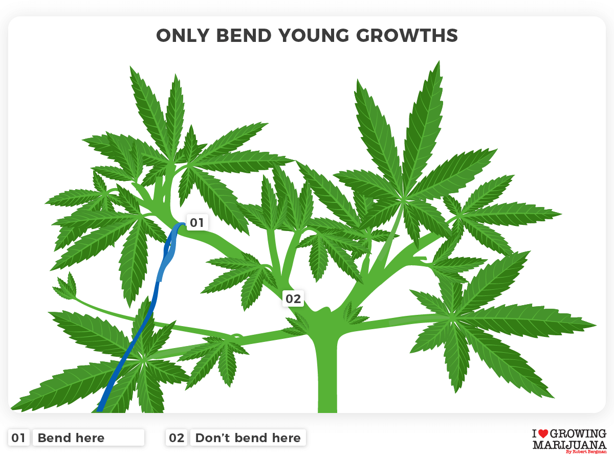Low stress training - Only bend young growths