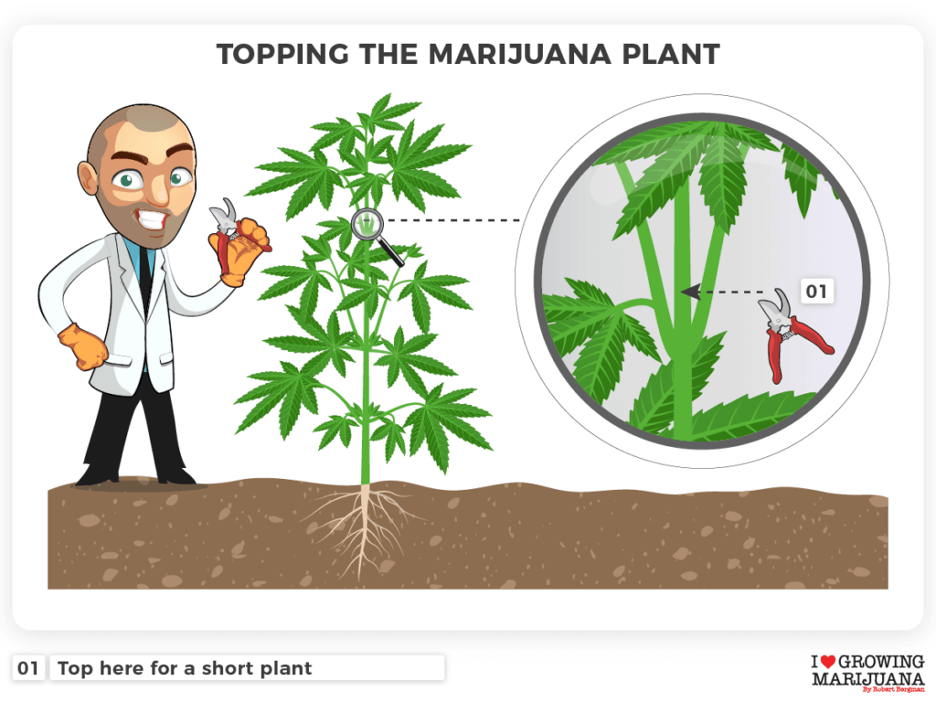 Low stress training top the marijuana plant