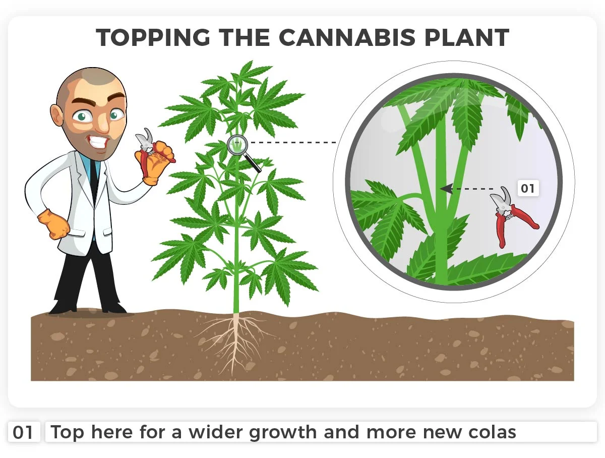 Topping Cannabis Plants To Increase Your Yield