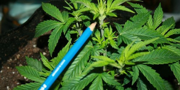 Close-up of cannabis stem showing the node, the growing tip above it and a pencil pointing where to make the topping cut.