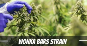 Wonka Bars Cannabis Strain