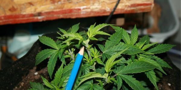 Close-up of a cannabis plant 5 to 7 days after topping showing two new growth tips emerging from the node below the cut.