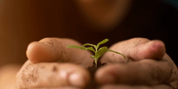 Germination of Cannabis Seed