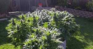 growing cannabis under sunlight and getting high yield
