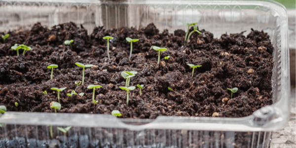 Growing Marijuana Plastic Containers