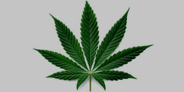 Indica Cannabis Leaf