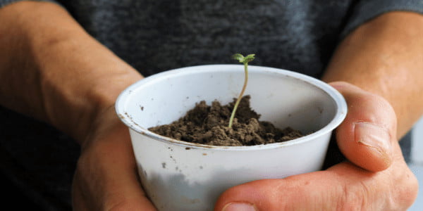 weed pot Container for a Weed Plant