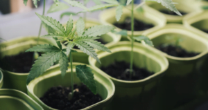 Growing cannabis at home