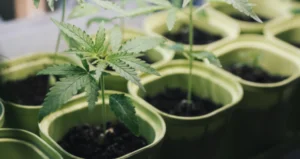 Growing cannabis at home