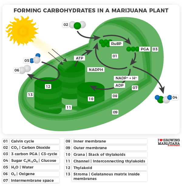 C3 cycle - Forming carbohydrates in a marijuana plant