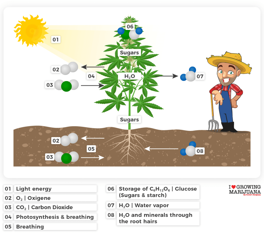 Overall process of sugar creation in a marijuana plant