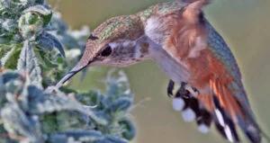 a bird on a marijuana plant