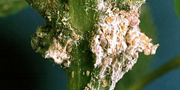 get rid of mealy bugs on marijuana plants