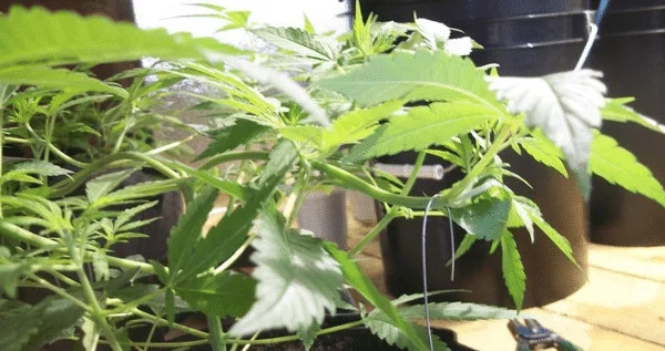 Super Cropping Marijuana