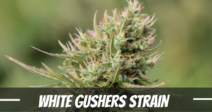 White Gushers cannabis strain