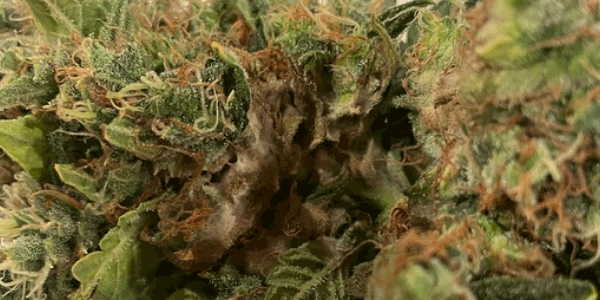Bud rot outdoor
