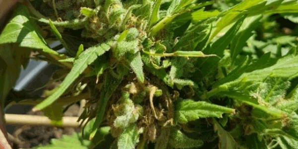 cannabis bud rot
