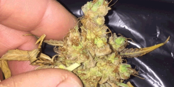 Identify marijuana bud rot