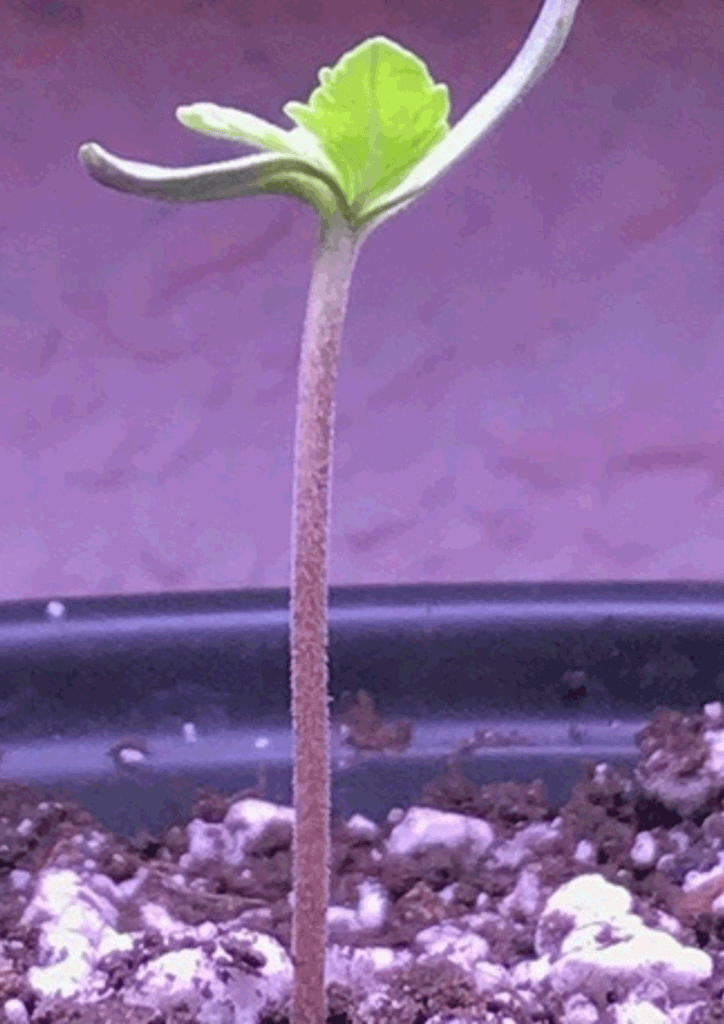 Marijuana Seedling day 2