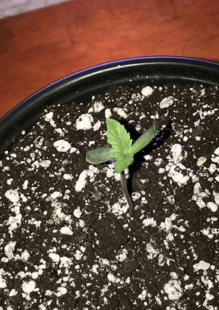 Marijuana Seedling day 3