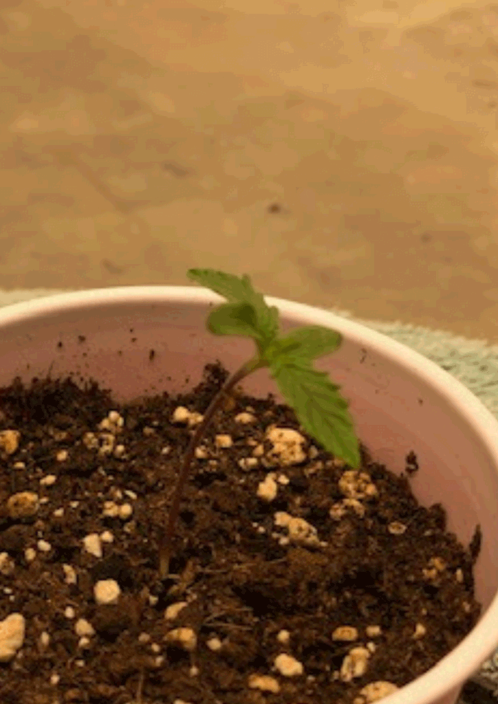 Marijuana seedling Day 5