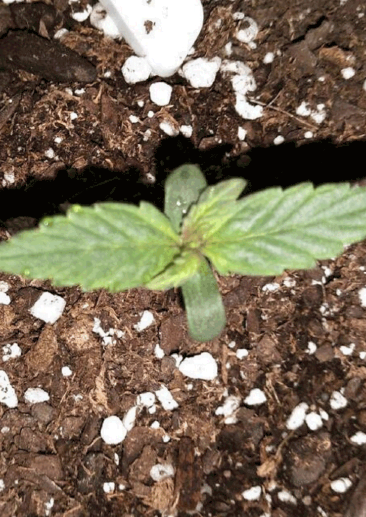 Seedling day 6