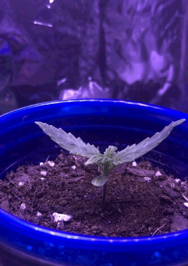 Marijuana seedling day 7